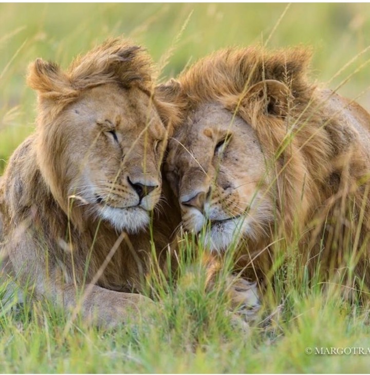 lions
