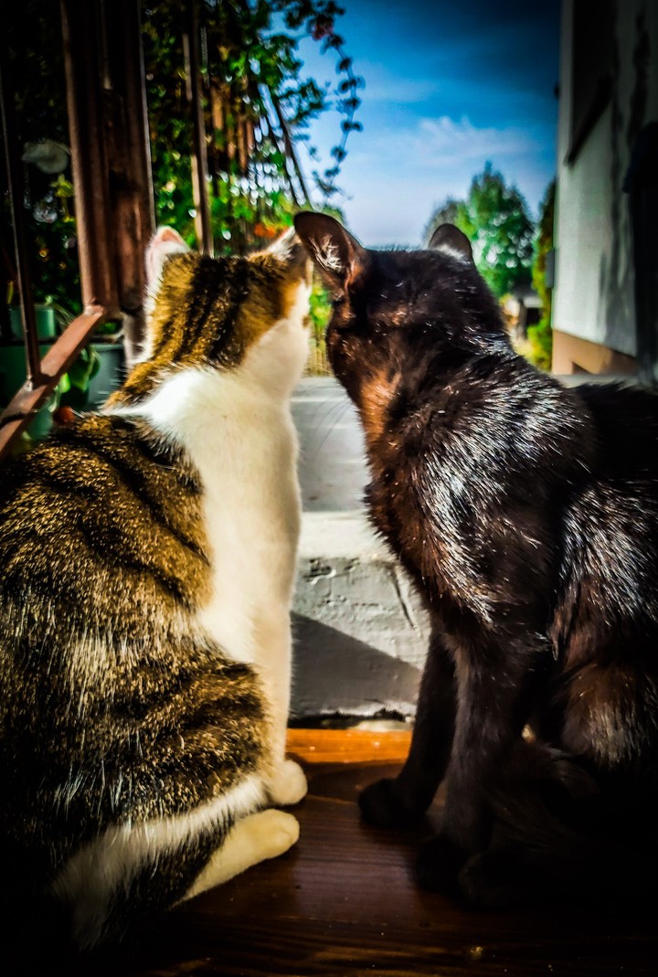 Friends