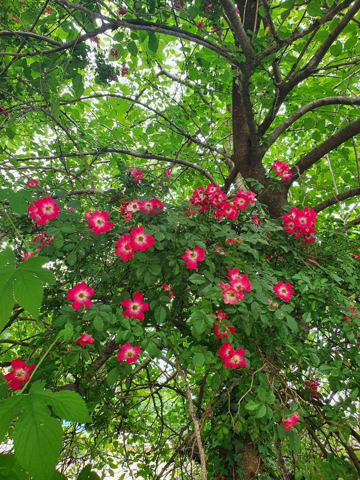 red baby brier 홍찔레