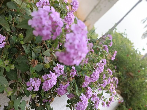 wallpaper flower, violet