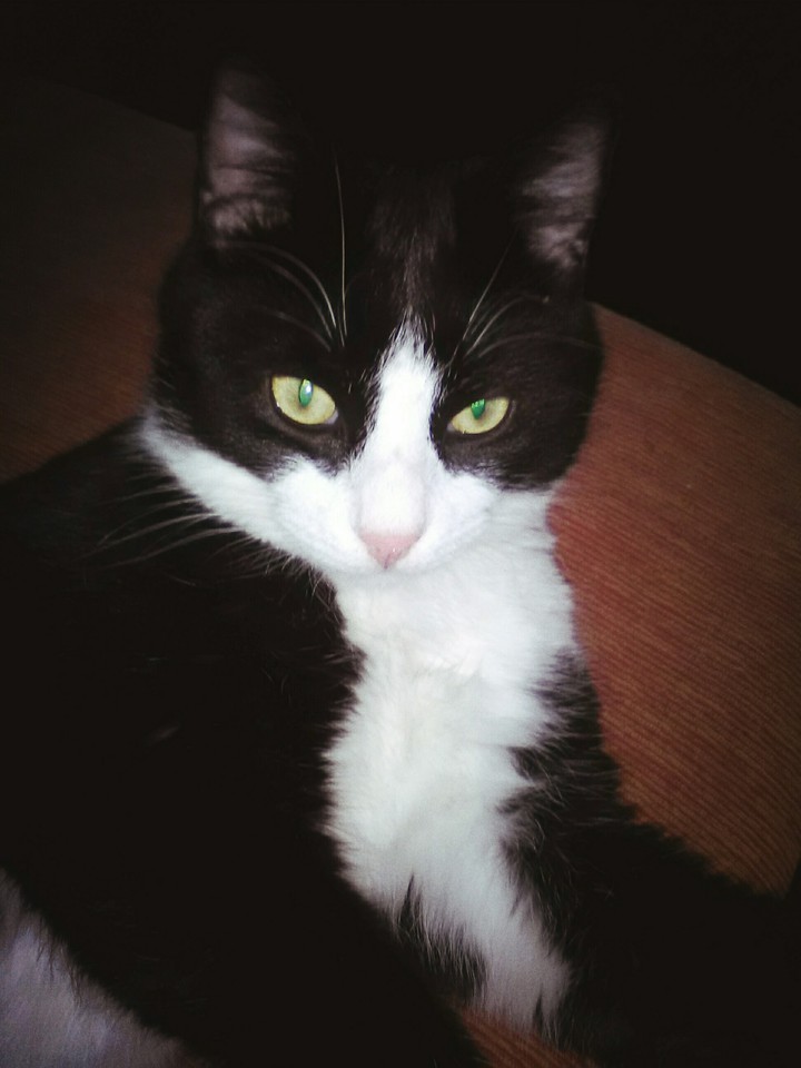 Felix best cat ever