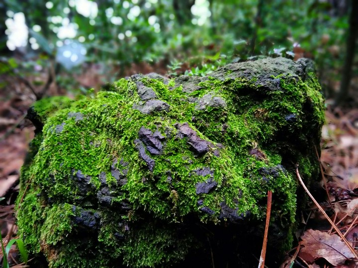 Moss green