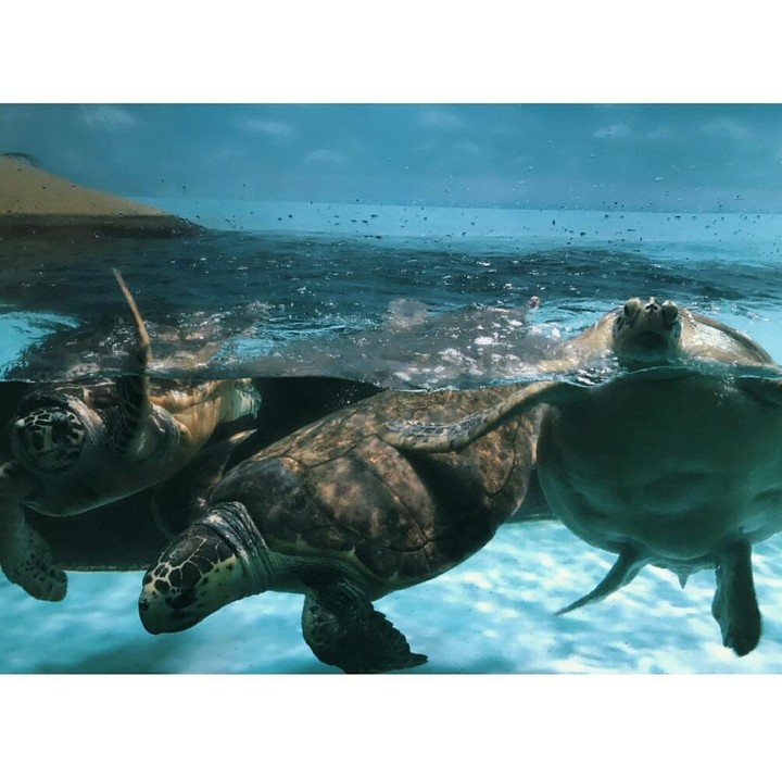 turtles