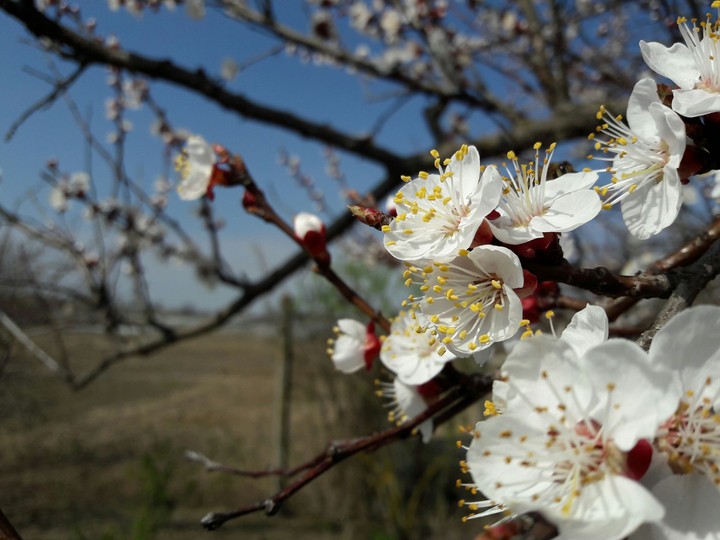 white flowers