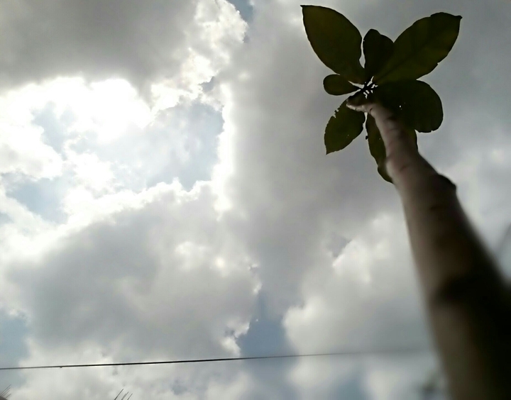 A tall plant