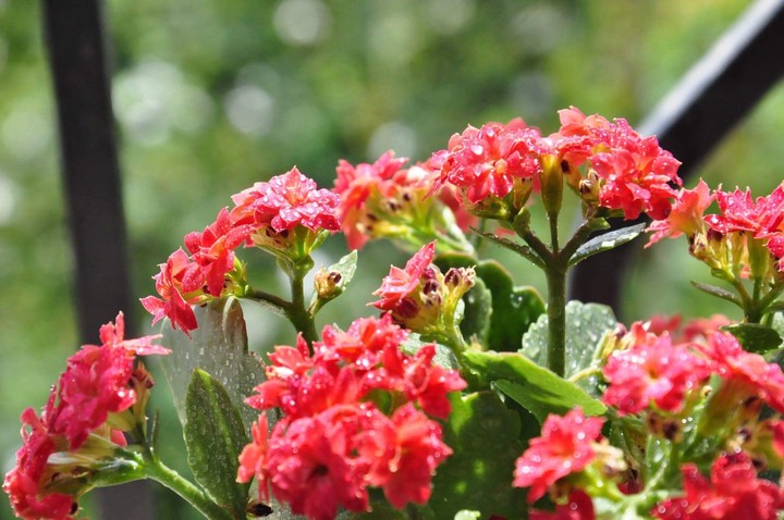 Red flowers ❤️