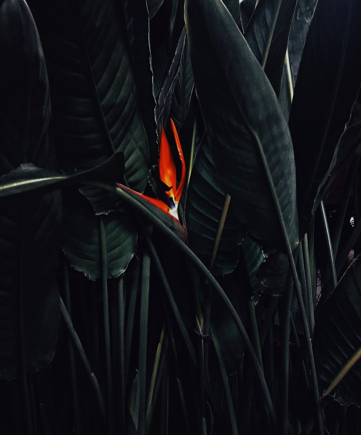 strelitzia