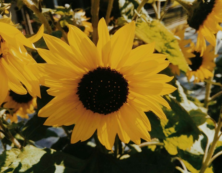 sun flower