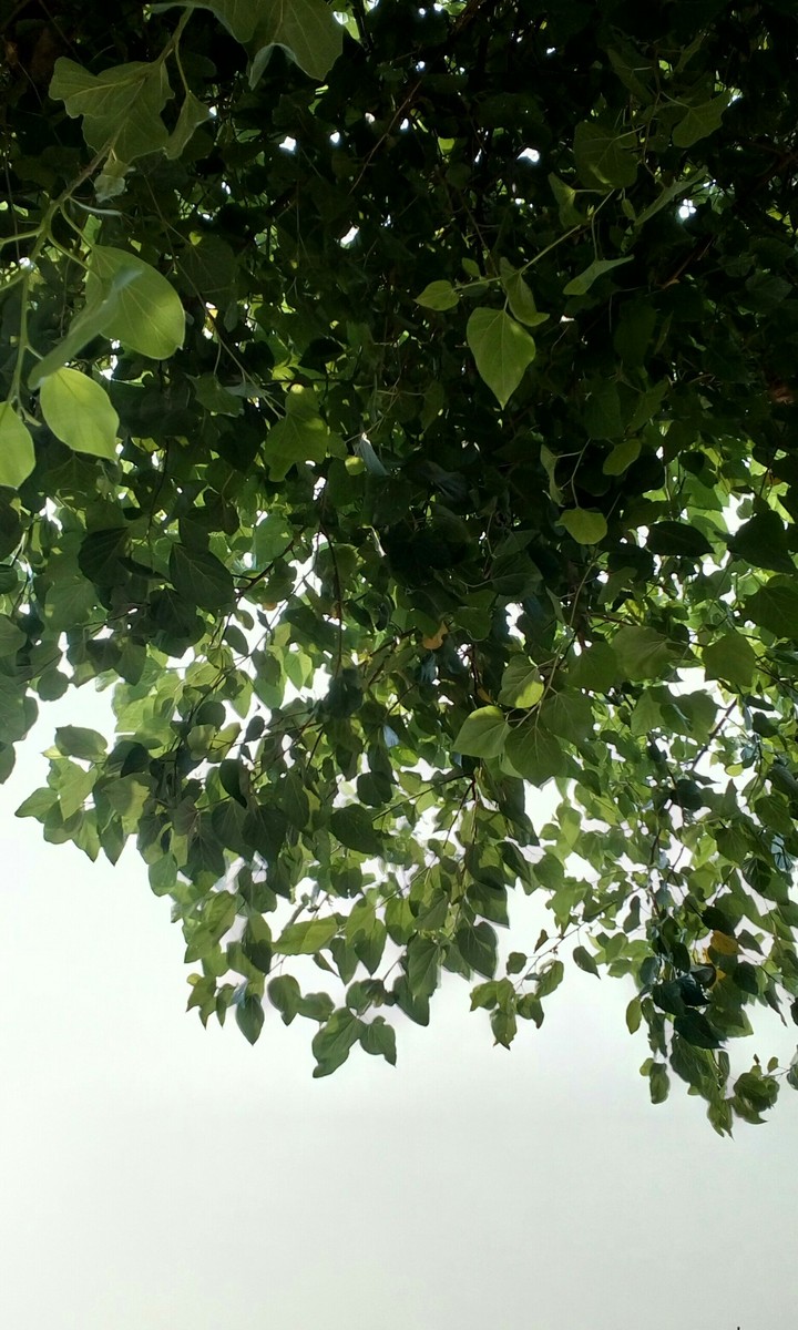 leafyy