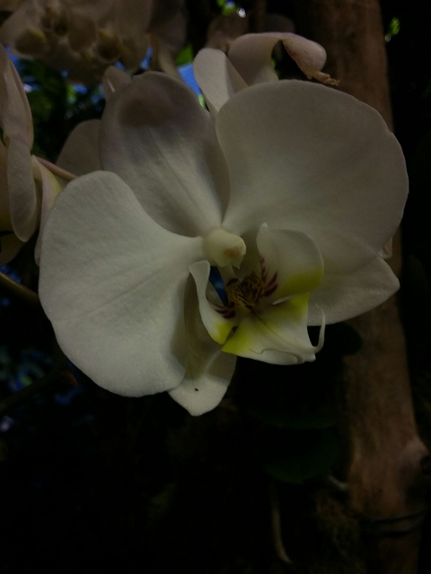 beautiful white flower