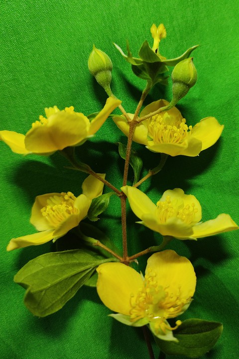 Jasmin Amarillo