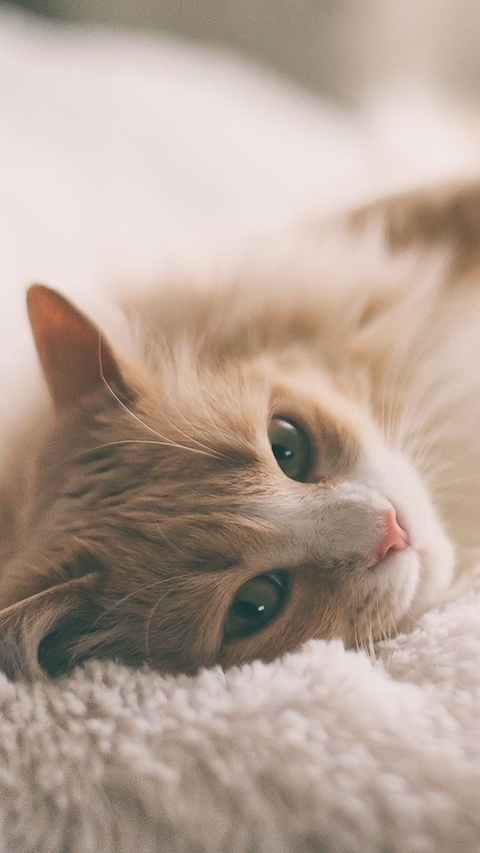 hình nền felidae, lovely