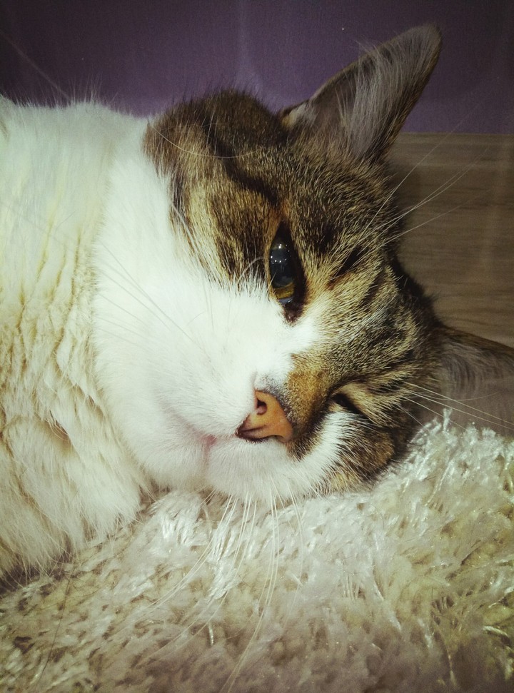 Мое милое котэ