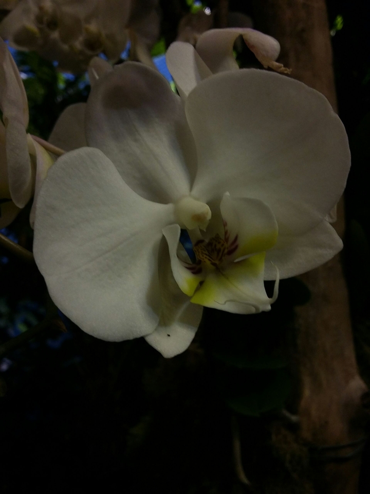 beautiful white flower