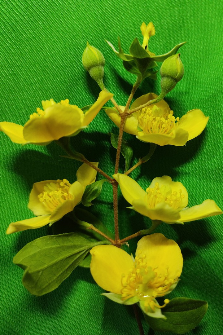 Jasmin Amarillo