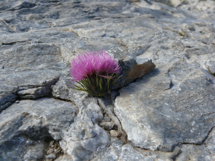 Eine Blume auf dem Olymp