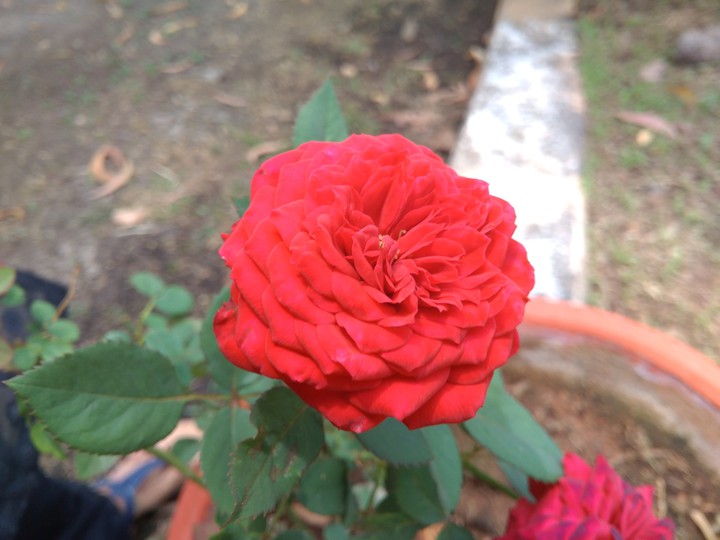 rose