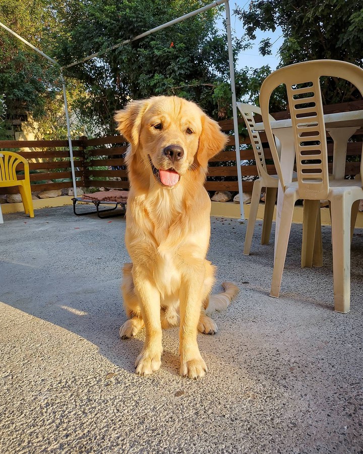 A happy doggy ?