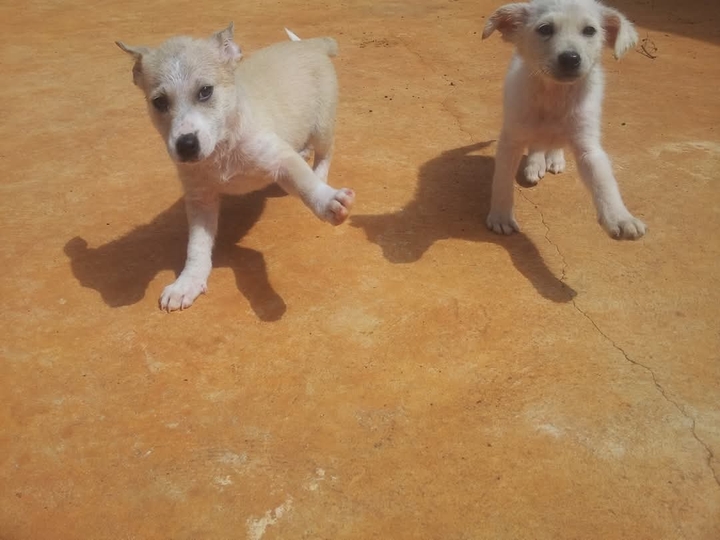 My mother's dogs