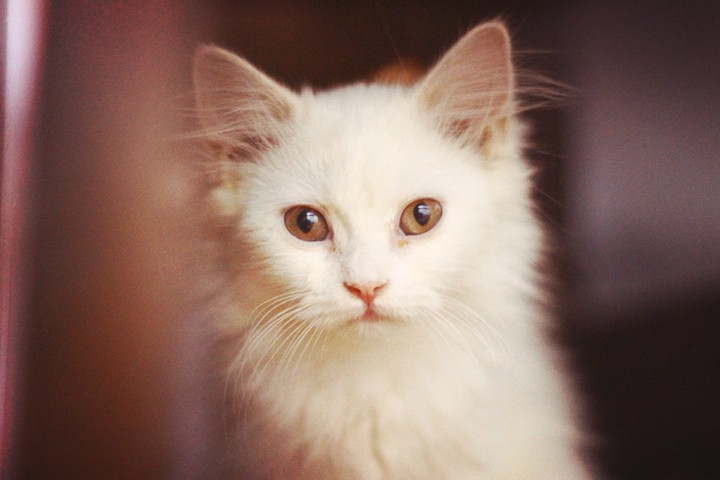 kitten
