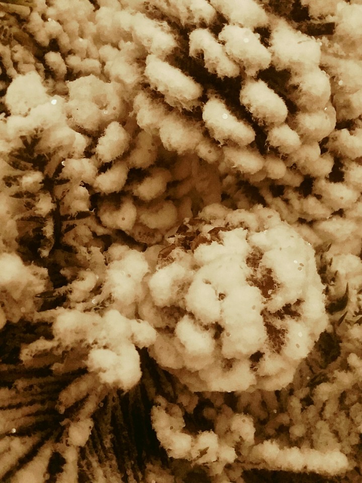 snowy pinecones