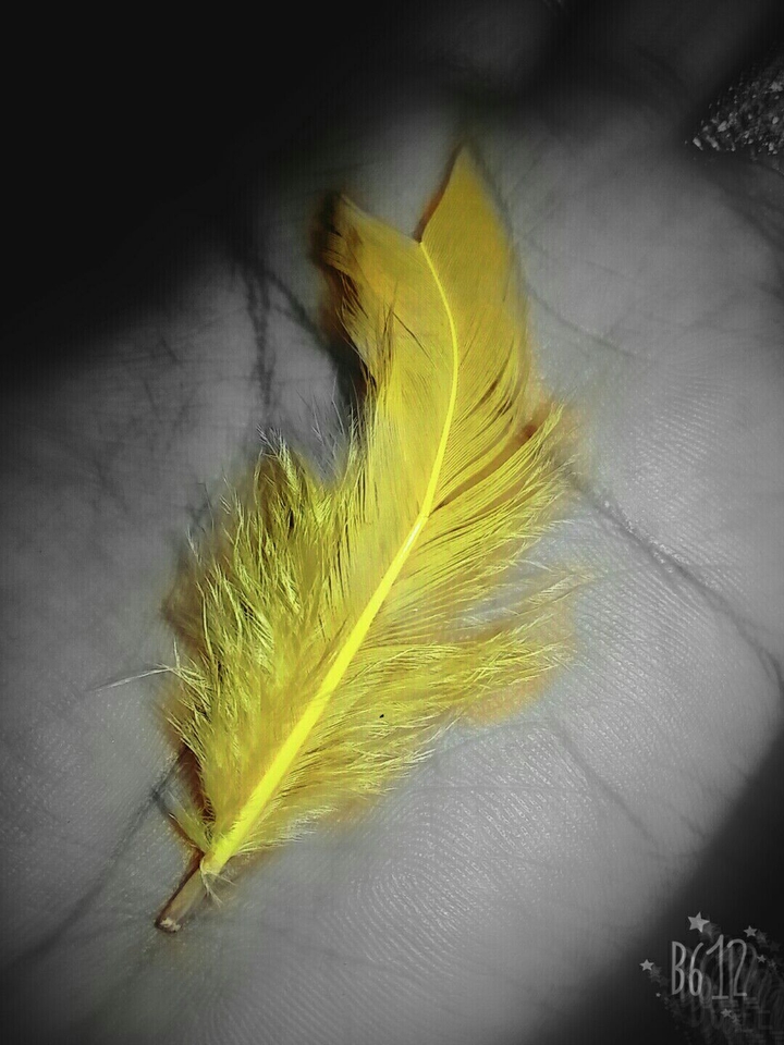 feather