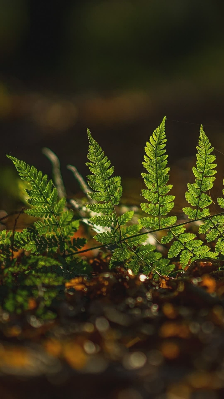 Leaf at dawn