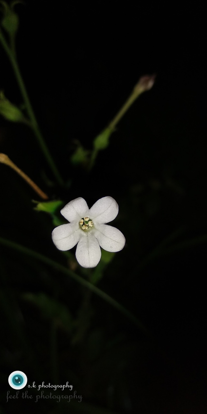 Shy flower