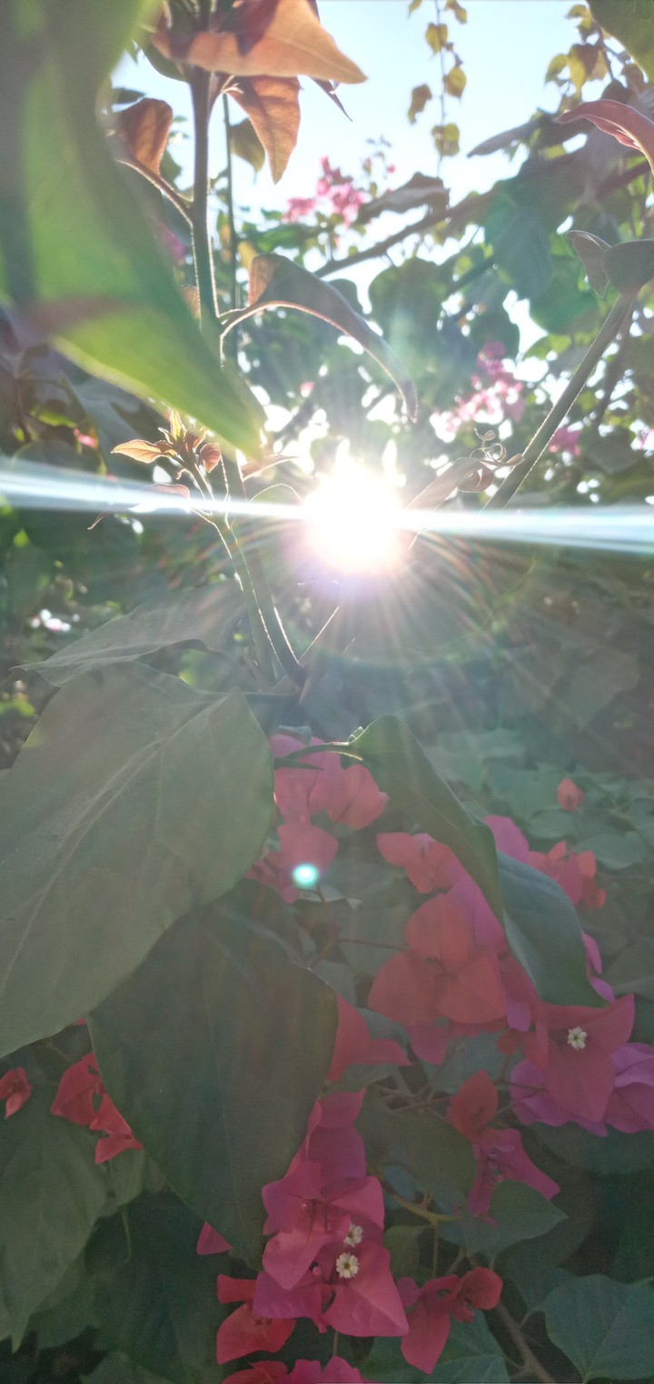 sunrise in flowers ♡