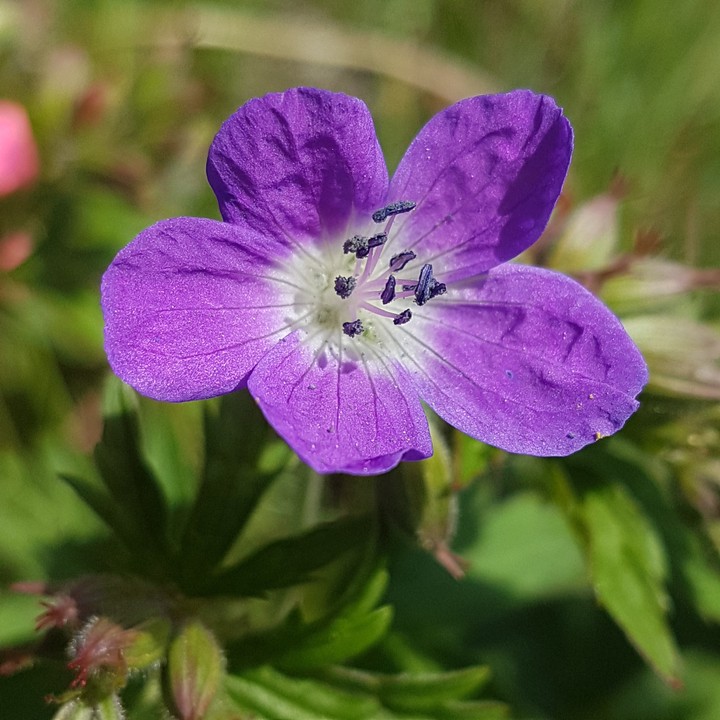 wildblume