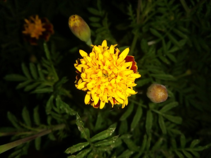flower