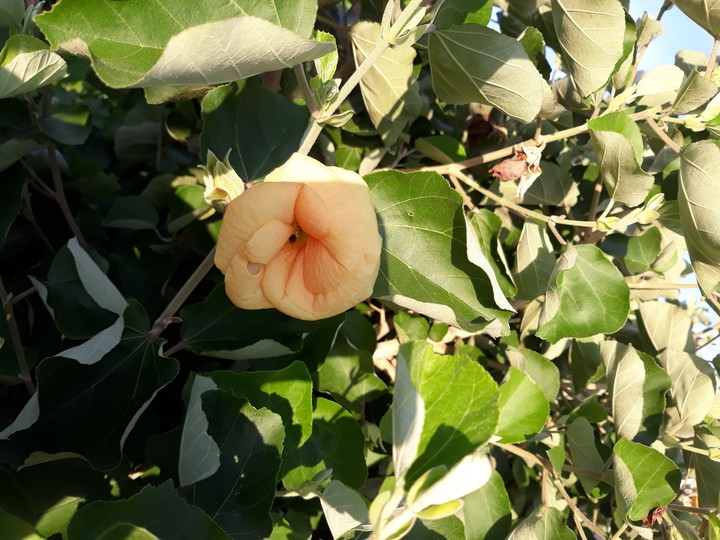 황근   노란무궁화