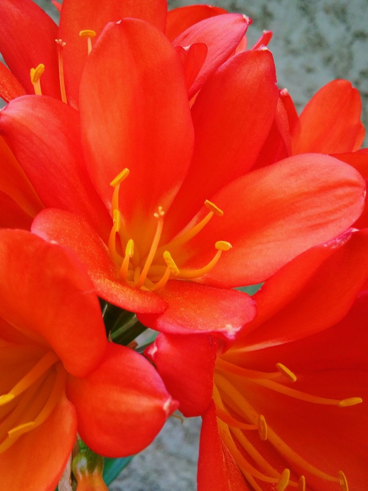 Flower.