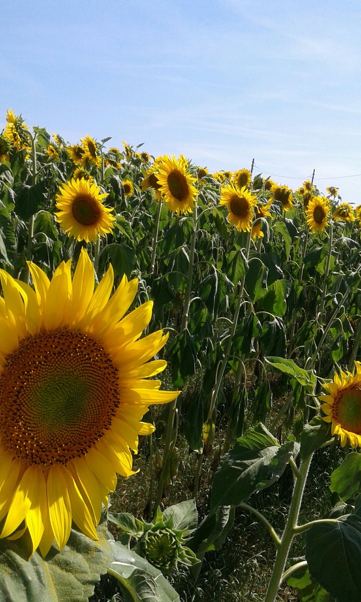 Sunflowers