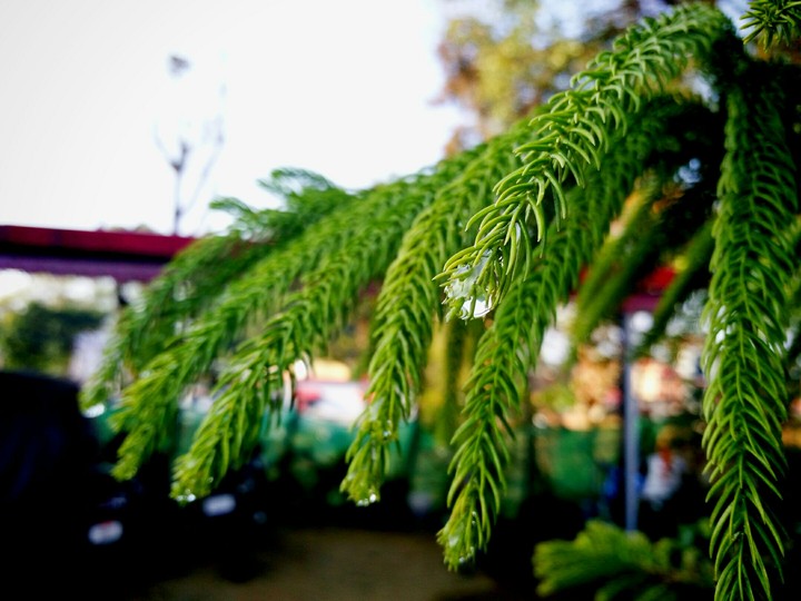 water drop on spiny leaves