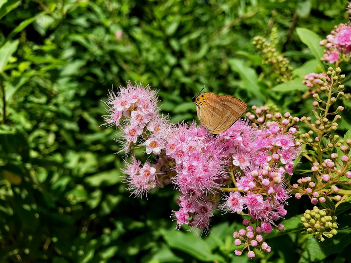 Willow-leaf spirea