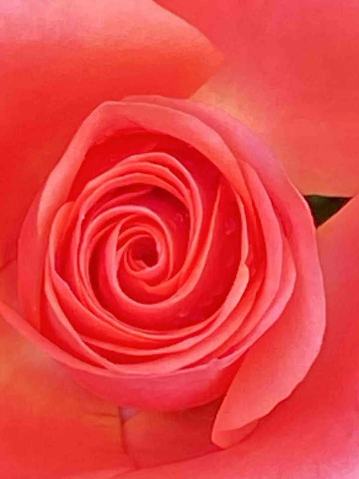 장미
