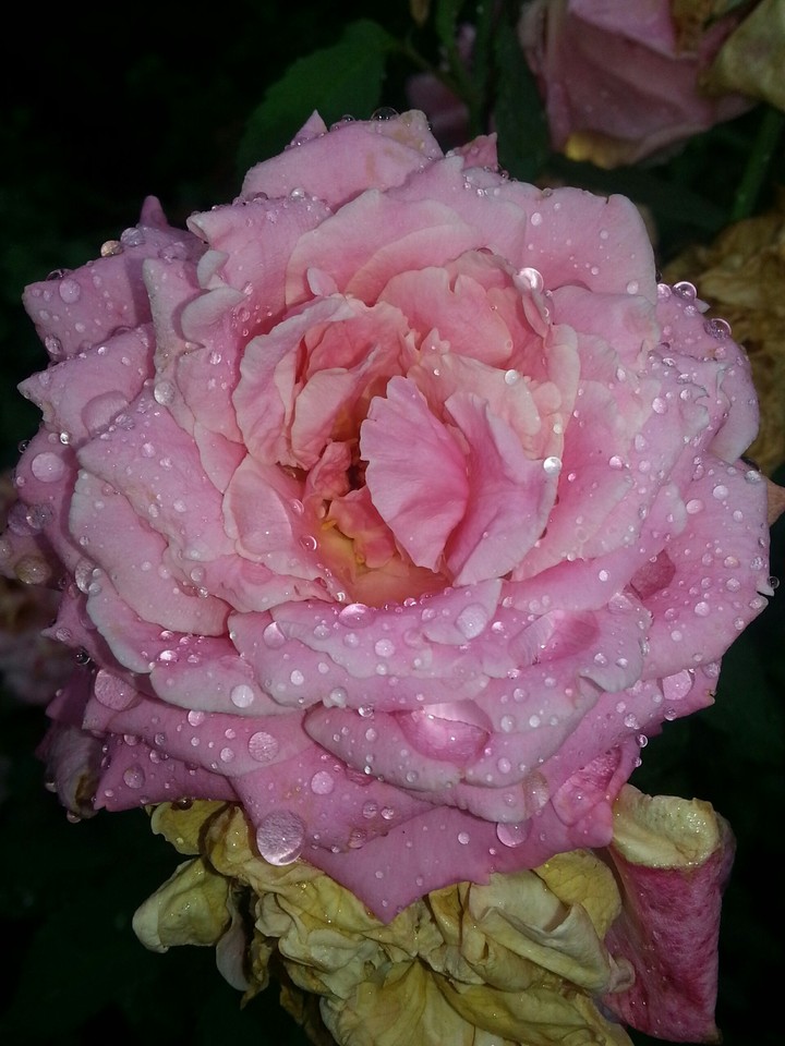 Rose in the rain