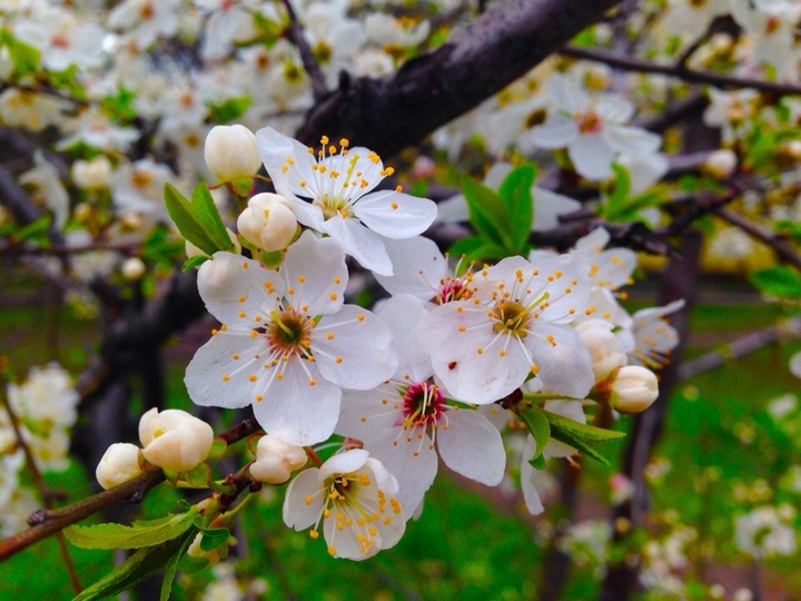spring
