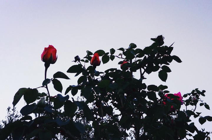 Roses