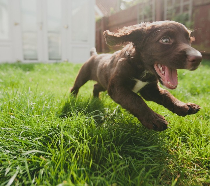 That's my dog......