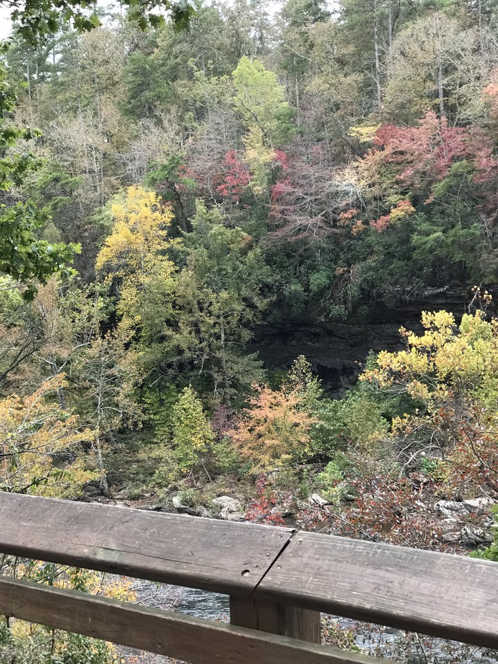 Fall leaves