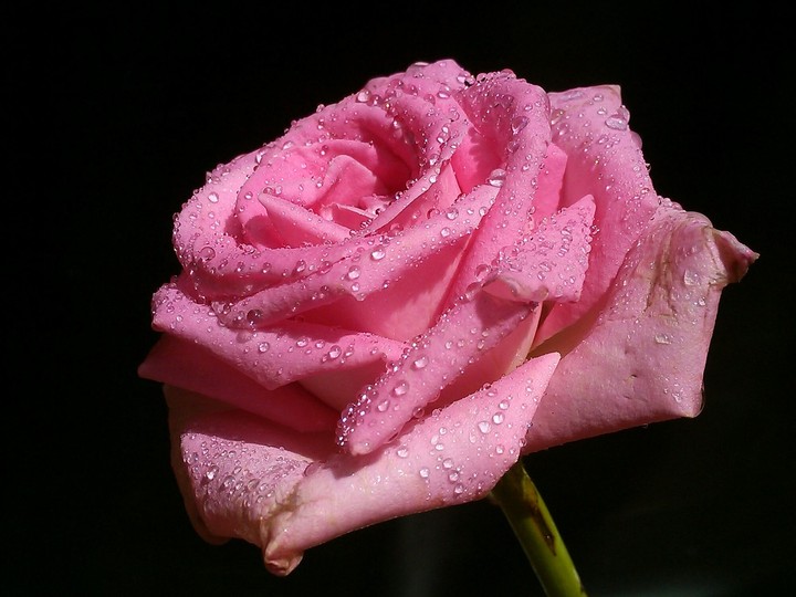 Rocío sobre el amanecer de una rosa.