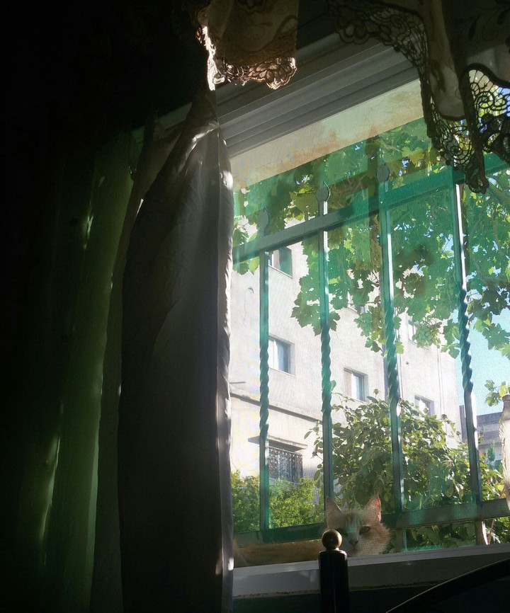 cat on the window