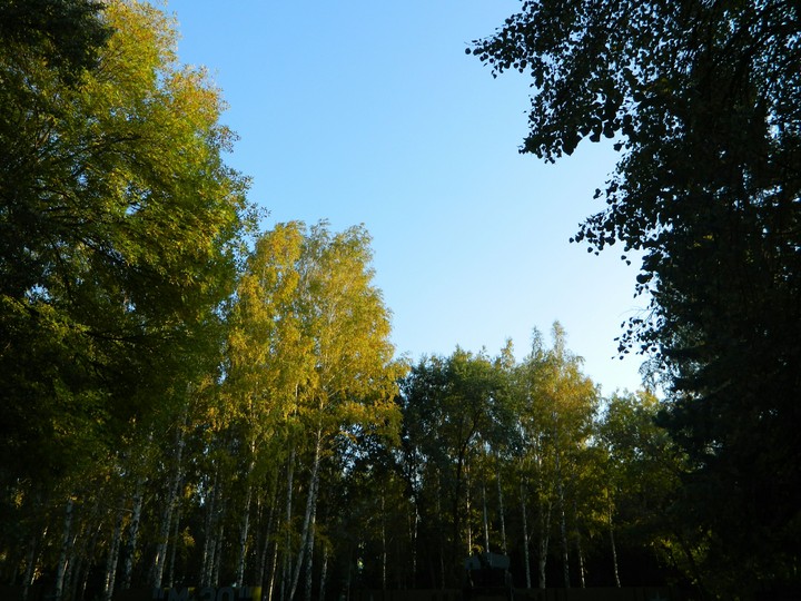 Summer nature