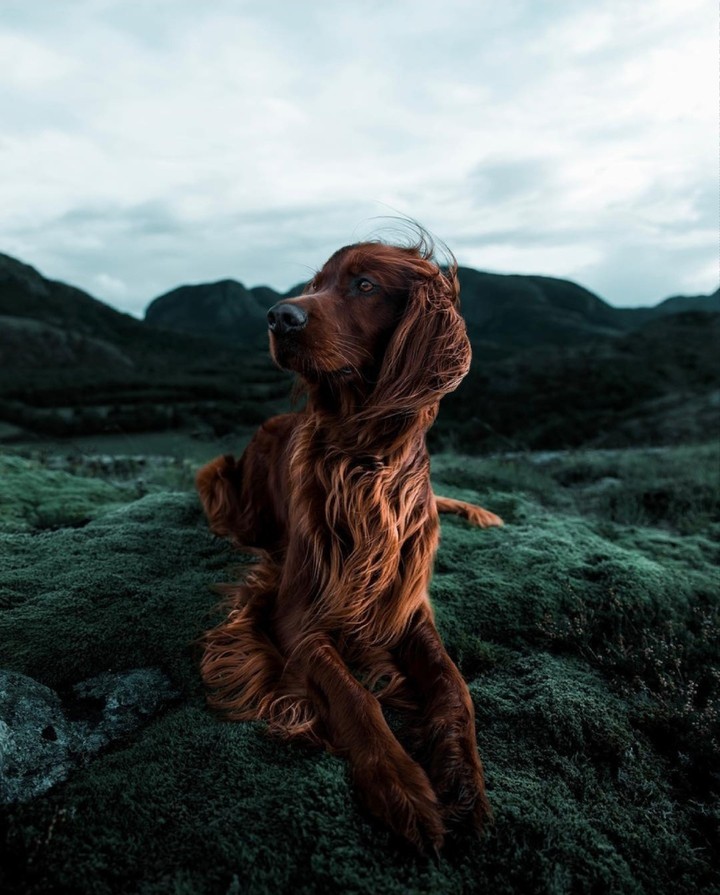 Dog ❤️