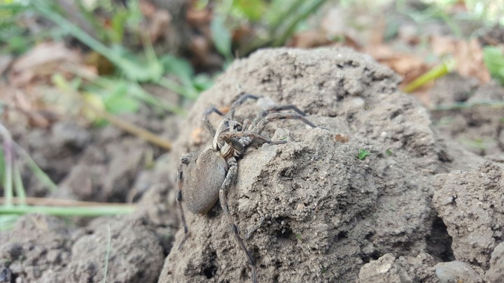 Spider