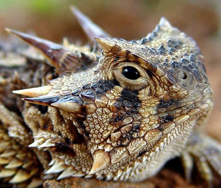 horned frog