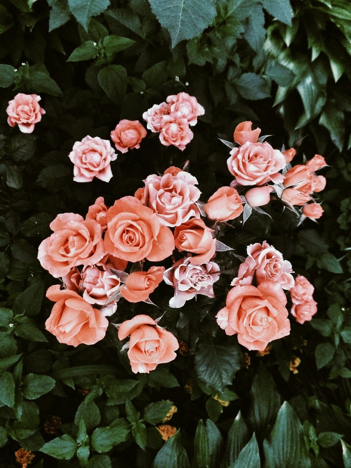 roses