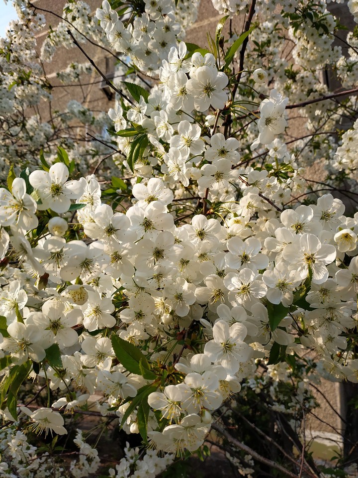 Вишня 2019